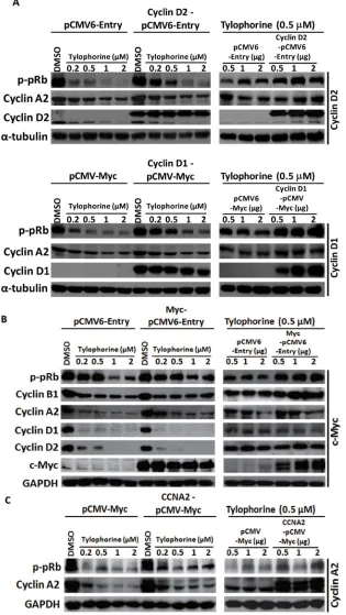 Figure 4: Gain-of-function experiments for tylophorine-induced decreased protein expression of cyclin D1, cyclin D2, and c-Myc