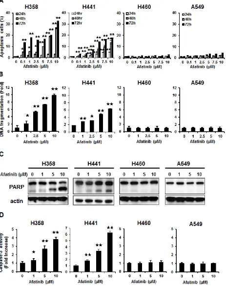 Figure 1: Differential effects of afatinib on cell apoptosis and death in the four human NSCLC cells