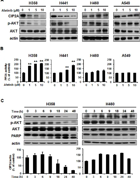 Figure 2: Downregulation of CIP2A determined the effects of afatinib on p-AKT and apoptosis in NSCLC cells through PP2A activation