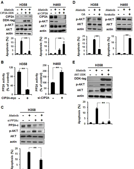 Figure 3: Validation of the CIP2A-PP2A-AKT pathway. (A) Left, ectopic expression of CIP2A (CIP2A-DDK) increased p-AKT and attenuated the effects of afatinib on apoptosis of H358 cells