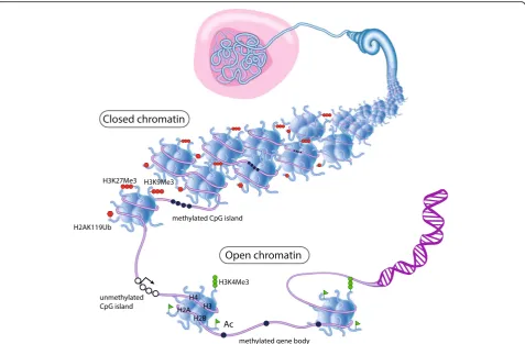 Fig. 2 Epigenetic regulation of chromatin structure. The majority of DNA is packaged into inactive heterochromatin which is marked by repressivehistone marks H3K27Me3, H3K9Me3, H2AK119Ub, and methylated CpG islands (closed circles) in gene promoters