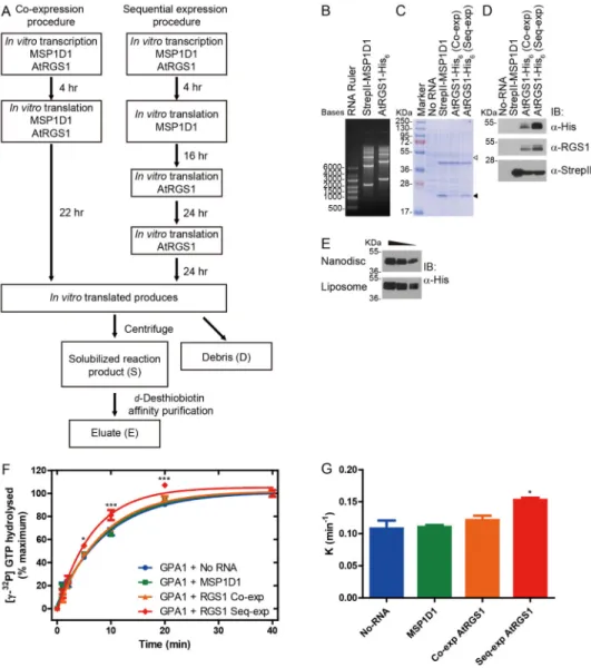 Figure 3. Synthesis of MSP1D1 and AtRGS1 from wheat germ cell-free extract