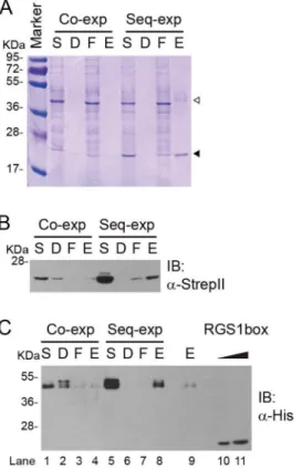 Figure 4. Isolation of MSP1D1-AtRGS1 complex from crude translation extract