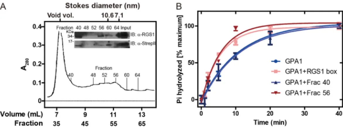 Figure 6. Nanodisc-AtRGS1 complex purification by size exclusion chromatography (A) Elution profile (OD 280 ) of MSP1D1-AtRGS1 complex performed as described in  Materials and Methods
