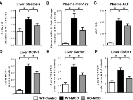 Figure 4. Phenotypic characteristics of NASH in Ephx2 −/−  mice following experimental  induction of NASH