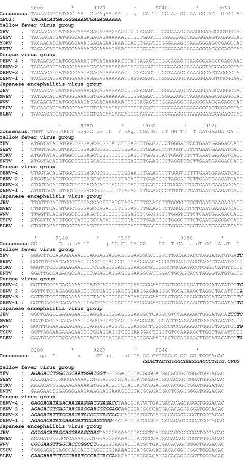 FIG. 1. Multiple-nucleotide-sequence alignment of the YFV group,the DENV group, and the JEV group