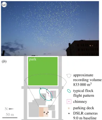Figure 1. (a) Example video frame shows the chimney, protruding from the building in the lower right, and chimney swifts