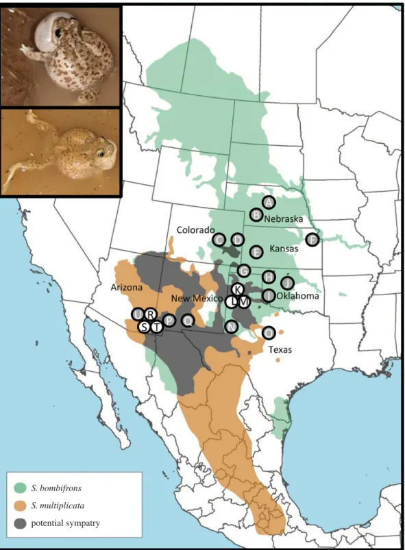 Figure 1. Map showing species’ ranges and sampling locations of S. bombifrons and S. multiplicata