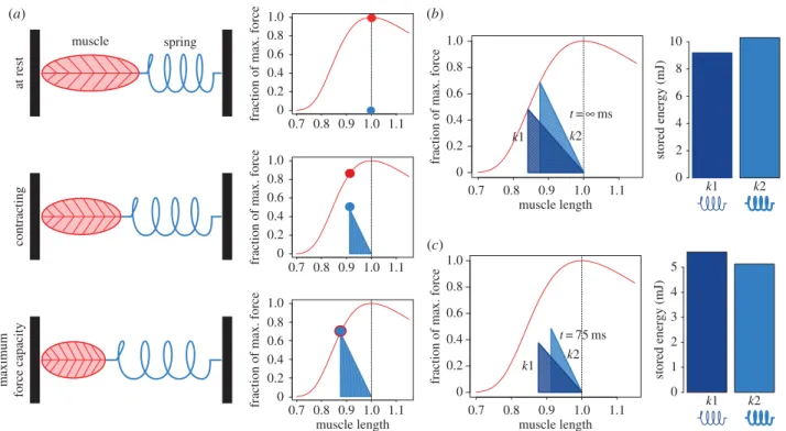 Figure 1. During a fixed-end contraction of a muscle – spring system, the stored elastic energy depends on spring stiffness and the force the muscle generates