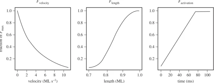 Figure 2. In the Hill-type muscle model, force depends on three components: length, velocity and activation