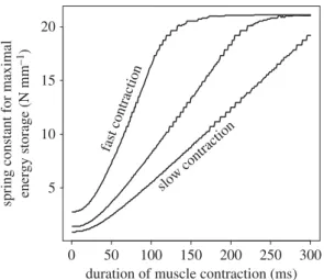 Figure 3. Regardless of activation rate, the spring stiffness that permits maximal energy storage (k maxE ) is dependent on the duration of muscle  con-traction (t contraction )