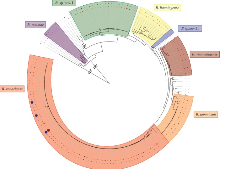 Figure 1. Reconstructed phylogram of CHR haplotypes. Tree reconstructed in P HY ML using concatenated dnak, glnII, ITS and recA loci