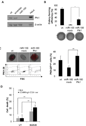 Figure 5: MiR-100 impairs CSC properties by down-regulating Plk1. A, Western blot analysis of Plk1 expression in wt, scramble or miR-100 transduced BrCSCs; a total protein lysate of HeLa cells was used as a positive control