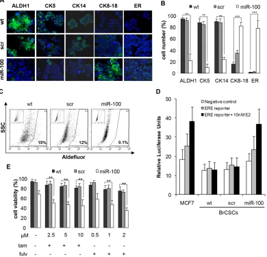 Figure 7: Ectopic expression of miR-100 reduces stem cell markers, promotes luminal differentiation and renders basal-like BrCSCs responsive to endocrine therapy