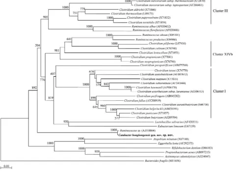 FIG. 2. Phylogenetic tree showing the relationships of Catabacter hongkongensisThe tree was constructed by using the neighbor-joining method, withtrees