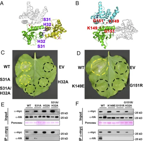 Fig. 3. RBA1 requires two distinct self-association interfaces for function. (A) RBA1 homology model in the RPS4 (PDB ID code 4C6R) homodimer interface orientation (L6-orientation monomer shown in  out-line)