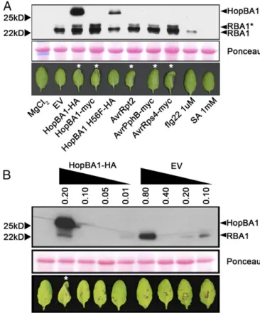Fig. 6. Accumulation of RBA1 protein is induced during effector-triggered immunity; HopBA1 contributes to RBA1 cell death posttranslationally