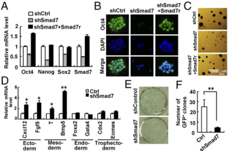 Fig. 2. Smad7 is essential in maintenance of pluripotency. (A –C) Depletion of Smad7 down-regulates expression of pluripotency markers and induces differentiation in ESCs