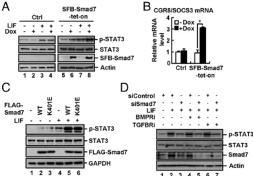Fig. 4. Smad7 potently activates gp130-mediated STAT3 signaling. (A) Smad7 stimulates LIF-induced STAT3 activation in ESCs
