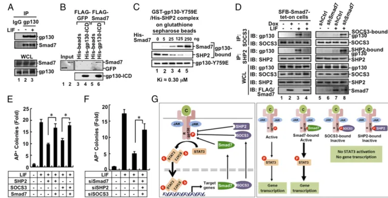 Fig. 5. Smad7 directly competes with SHP2/SOCS3 for gp130 binding and enables STAT3 signaling in maintaining pluripotency