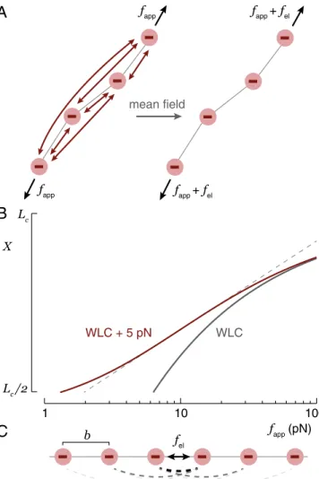 Fig. 1. (A) If a polyelectrolyte is stretched, the applied force, f app , acts uni- uni-formly along the contour of the chain