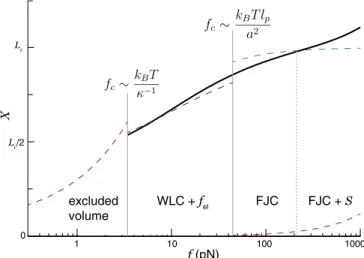 Fig. 3. The WLC model with internal electrostatic tension (WLC + f el ) con- con-nects the lower-force swollen-chain elastic regime, with electrostatically dominated excluded volume, to the higher-force regime dominated by the nonelectrostatic structure of