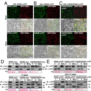 Fig. 2. RPM1 PM localization requires a functional P-loop. (A –C) Live-cell imaging of RPM1-eYFP (A), RPM1 G205E -eYFP (B), and RPM1 G205E/D505V -eYFP (C) together with tRFP-T7-RIN4 illustrating PM localization of wild-type RPM1 and additional cytosolic lo