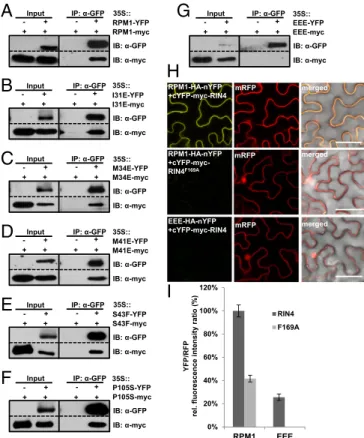Fig. 4. CC domain mutations affect full-length RPM1 self-association in an ad- ad-ditive manner
