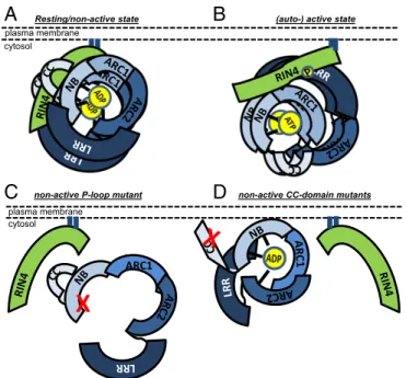 Fig. 6. Model of RPM1 self-association and conformational switch on acti- acti-vation