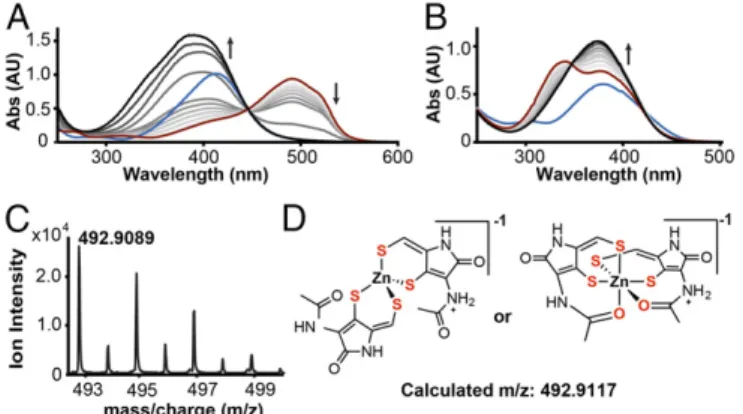 Fig. 3. Reduced holomycin chelates zinc with high affinity. (A) Competition experiment of reduced holomycin against Zn(PAR) 2 
