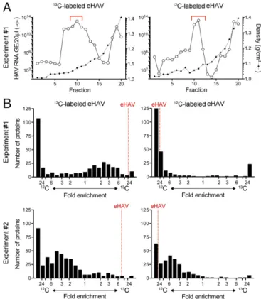 Fig. 1. Stable isotope labeling of eHAV. (A) Distribution of HAV RNA (log 10