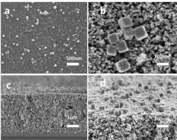 Fig. 2. SEM images of the fully formed photoanode surface. (A) Top view of the FTO jSnO 2 /AgNP/TiO 2 j–RuP 2+ /WOC film