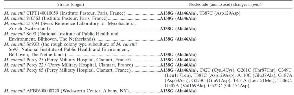 TABLE 1. Nucleotide polymorphisms in the pncA gene of the 11 M. canettii isolates studied