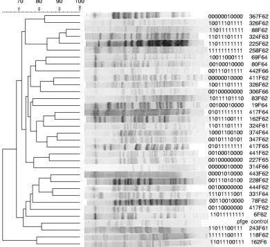 FIG. 1. PFGE and PHAT analysis of 33 rectal E. coli strains. Clustering was constructed using PFGE data.