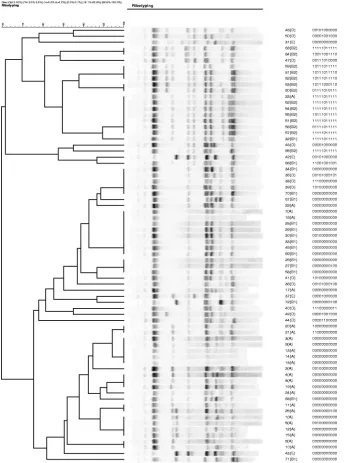 FIG. 2. AR analysis of 72 strains from the E. coli reference collection (ECOR). The clustering dendrogram was constructed using AR data.PHAT signatures are shown adjacent to the ECOR strain names and phylogenetic groups.