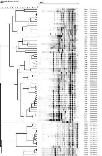 FIG. 3. ERIC-PCR analysis of 72 strains from the E. coli reference collection (ECOR). The clustering dendrogram was constructed usingERIC-PCR data