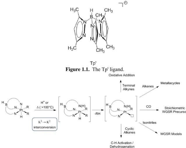 Figure 1.1.  The Tp' ligand. 