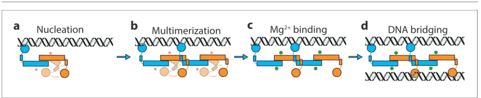 figure supplement 6). In the presence of Mg 2+ and Hha, the contacts between the DNA-binding domain and dimerization domain are reduced even further