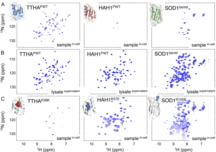 Fig. 2. In-cell HMQC spectra showing that the bacterial TTHA moves relatively unrestricted in the E