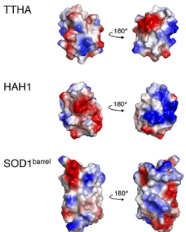 Fig. 3. The electrostatic potentials of the TTHA, HAH1, and SOD1 barrel sur- sur-faces as calculated by the software PyMol