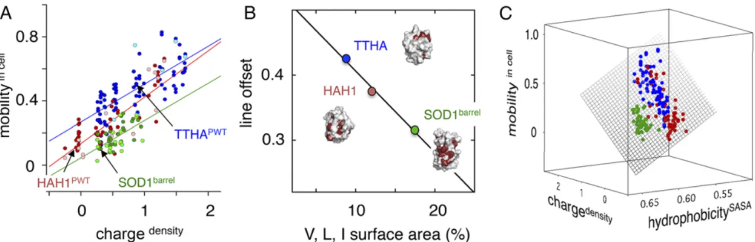 Fig. 4. First step toward quantification of mutational effects on in-cell motion. (A) The observed in-cell motions (mobility   cell ; Eq