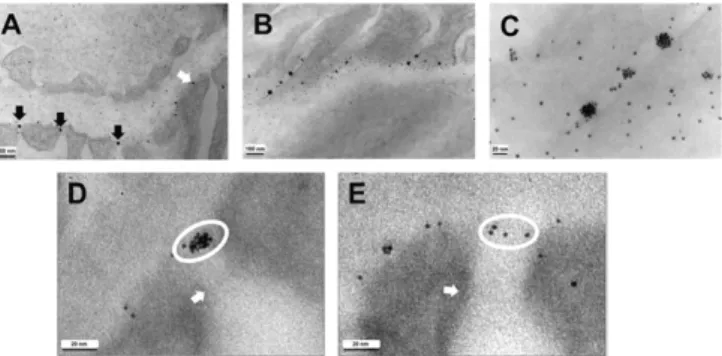Fig. 3. When concentrated particles are injected, clusters of PAPs accumulate at the glomerular slits well upstream of the slit diaphragm, and the clusters can persist for minutes to hours