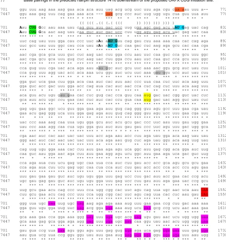 Figure 2Alignment extract showing ORFX and flanking regionsAlignment extract showing ORFX and flanking regions.