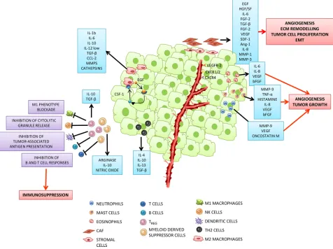 Figure 1: Tumor microenvironment: a complex network of intercellular interactions between tumor and inflammatory cells