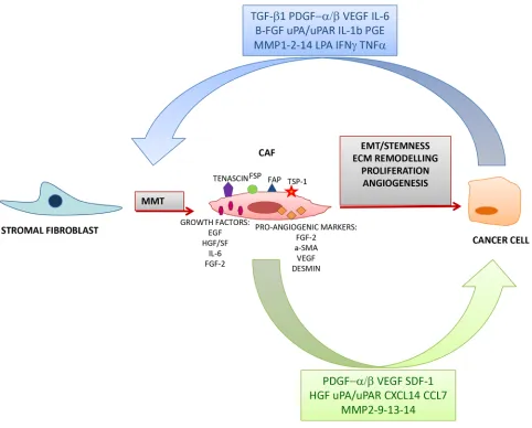 Figure 2: Interaction between CAFs and cancer cells. Cancer-derived factors induce a Mesenchymal Mesenchymal Transition (MMT) through which resident normal fibroblast are activated and acquire the expression of various markers such as tenascin, fibroblast 