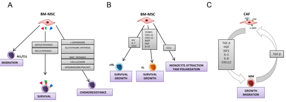 Figure 4: Models for the role of bone marrow-mesenchymal stromal cells and cancer activated fibroblasts in hematological malignancies