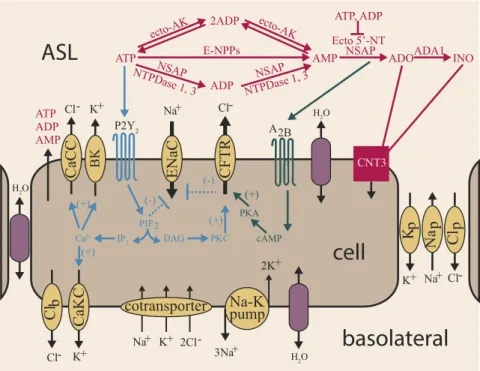 Fig. 1. Schematic diagram of ASL regulation. Extracellular ATP and ADO dynamically regulate four apical membrane channel permeabilities, calcium-acti- calcium-acti-vated chloride channels (CaCCs), calcium-acticalcium-acti-vated voltage-dependent potassium 