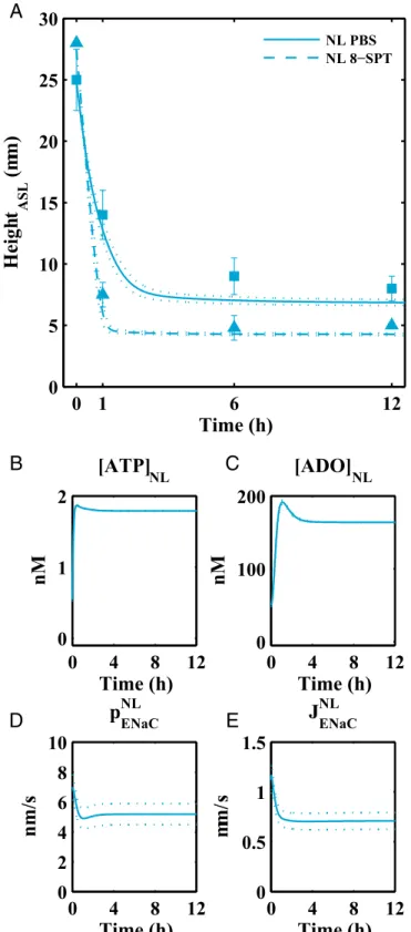 Fig. 4. Model results for isotonic liquid addition to normal cells. A shows experimental data (blue squares denote isotonic volume addition; blue  tri-angles denote isotonic volume addition with eight-SPT) and corresponding model fits for changes in ASL he