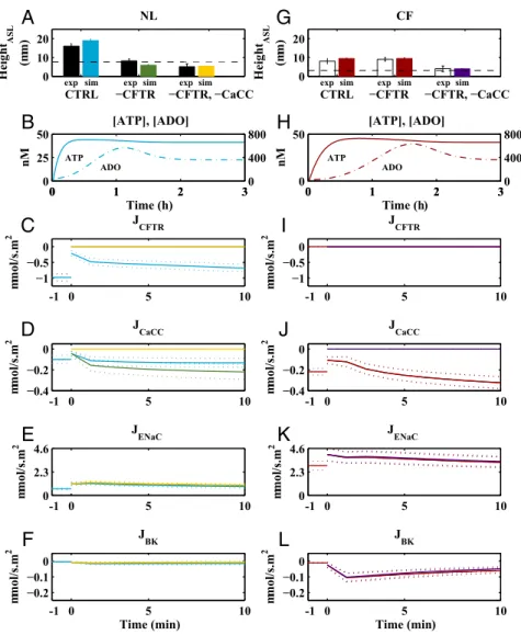 Fig. 5. Effect of CCS-induced ATP release on normal (Left) and CF (Right) airway epithelia