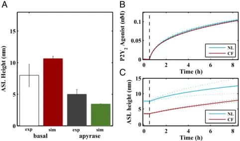 Fig. 6. Model results for airway surface height during acute exacerbations and therapeutic purinoreceptor agonist administration